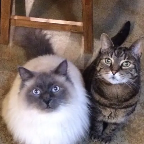 2 cats looking at camera under the kitchen table